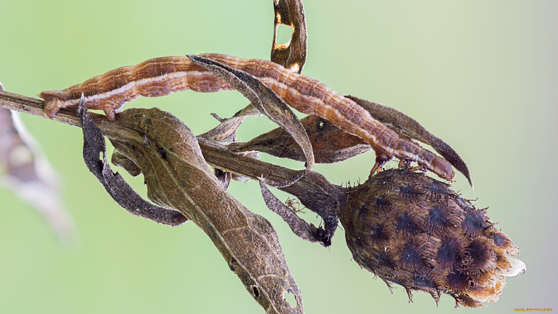 животные, гусеницы, макро, коричневая, травинка, гусеница, утро, росинка, фон, насекомое, cristian, arghius