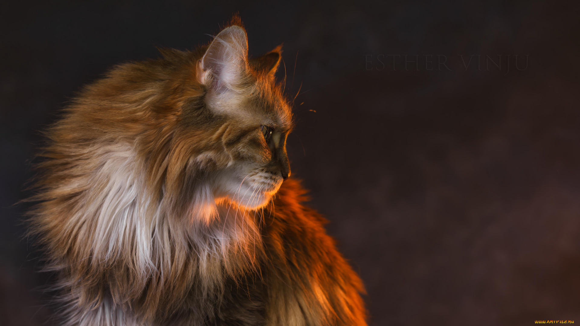 животные, коты, киса, коте, пушистый, профиль