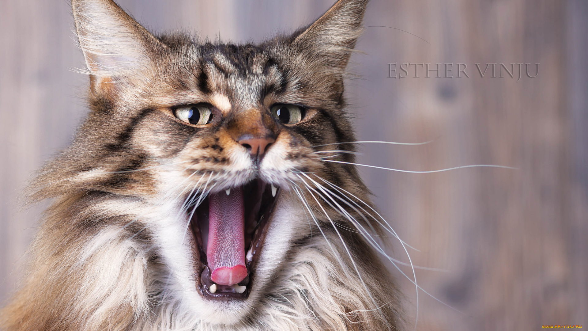 животные, коты, киса, коте, взгляд, пушистый, зивок, зивает, язык