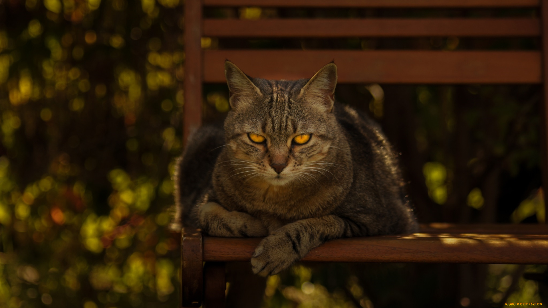 животные, коты, кот, мордочка, скамейка