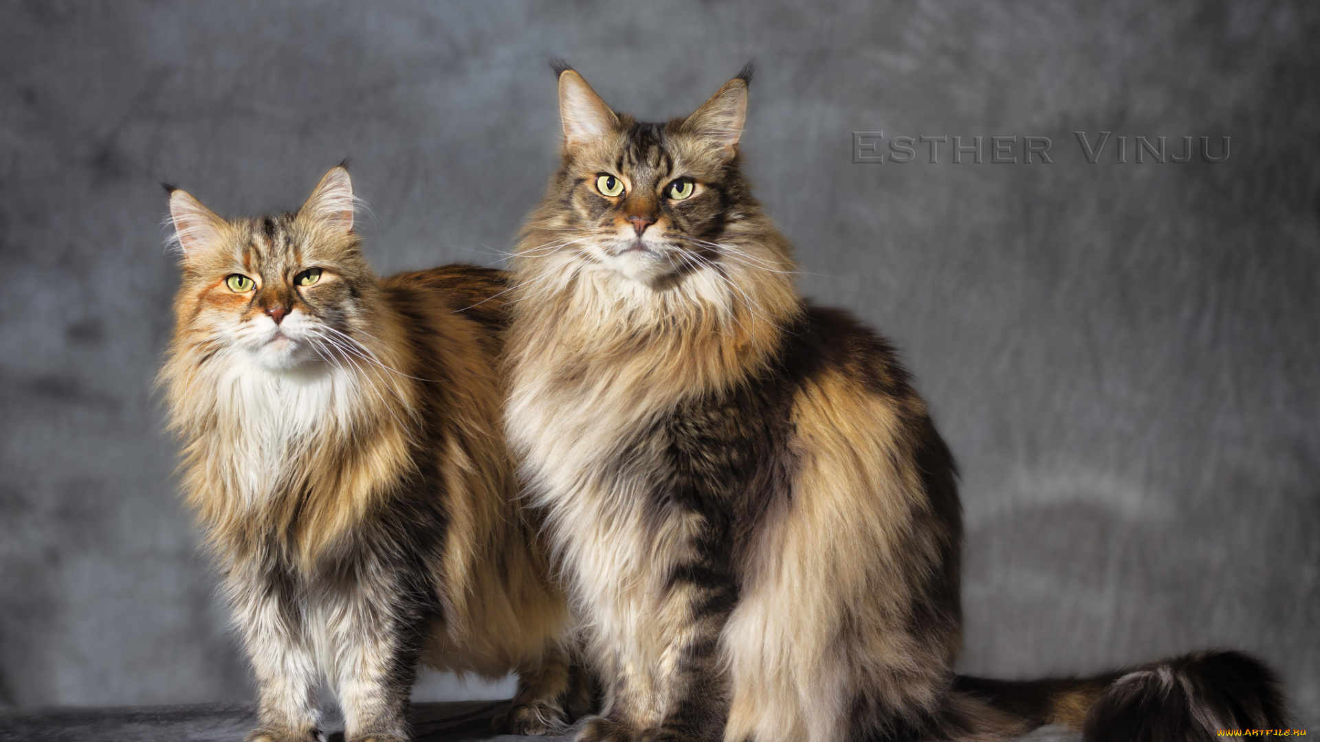 животные, коты, коте, кошки, пара, друзья, фон