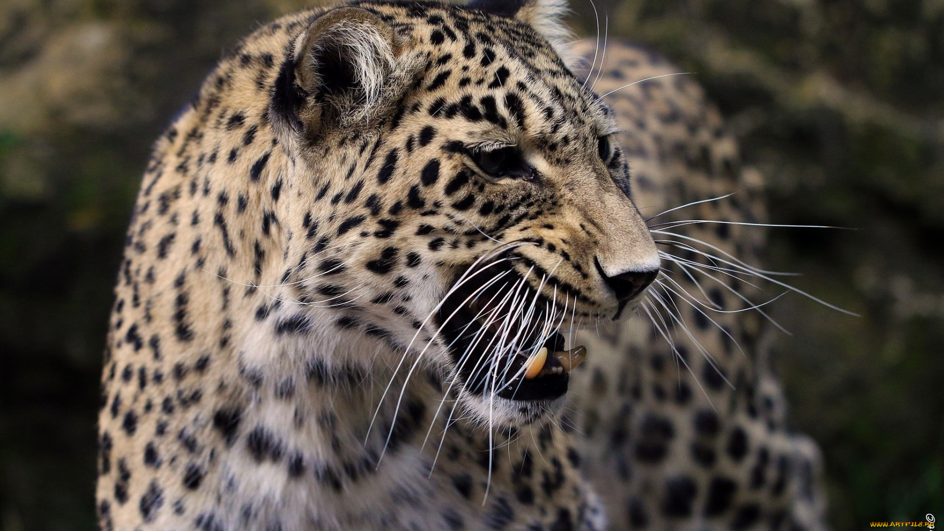 животные, леопарды, кошка, дикая, морда, профиль, оскал, пасть, клыки, ярость, злость, угроза, агрессия, сердитый, рык, усы