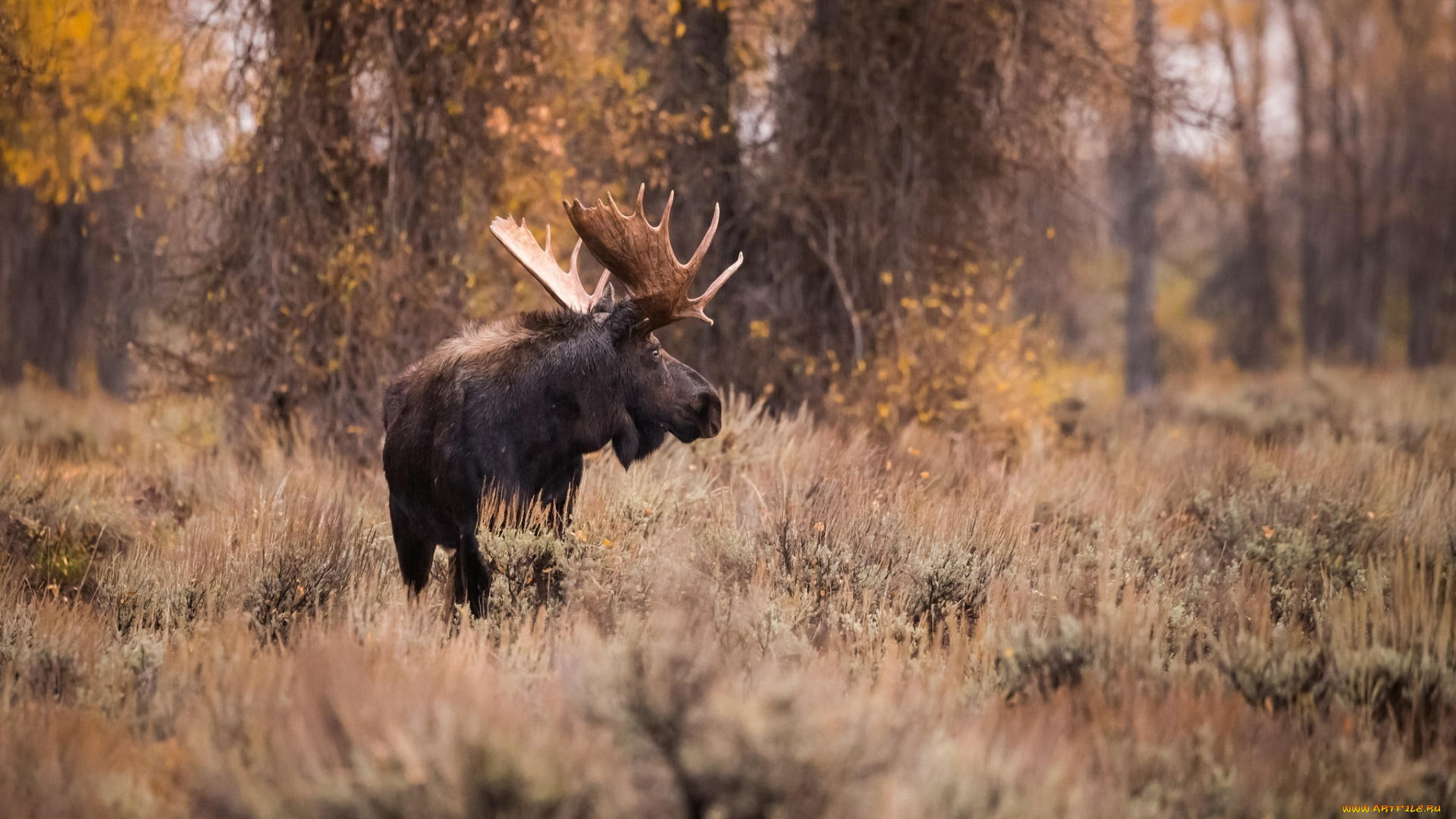 животные, лоси, рога, лес, осень, трава, красавец, профиль
