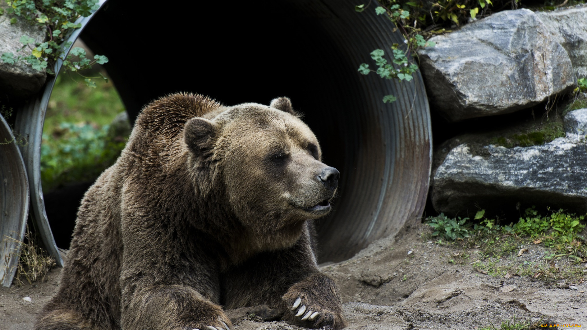 животные, медведи, бурый, морда, лежит, отдых, зоопарк