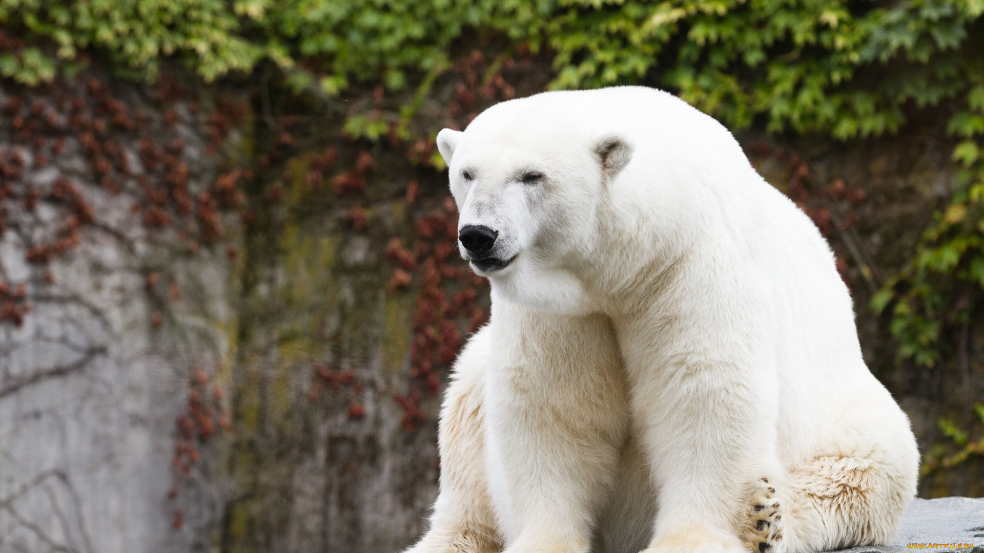 животные, медведи, медведь, белый, полярный, хищник, зоопарк