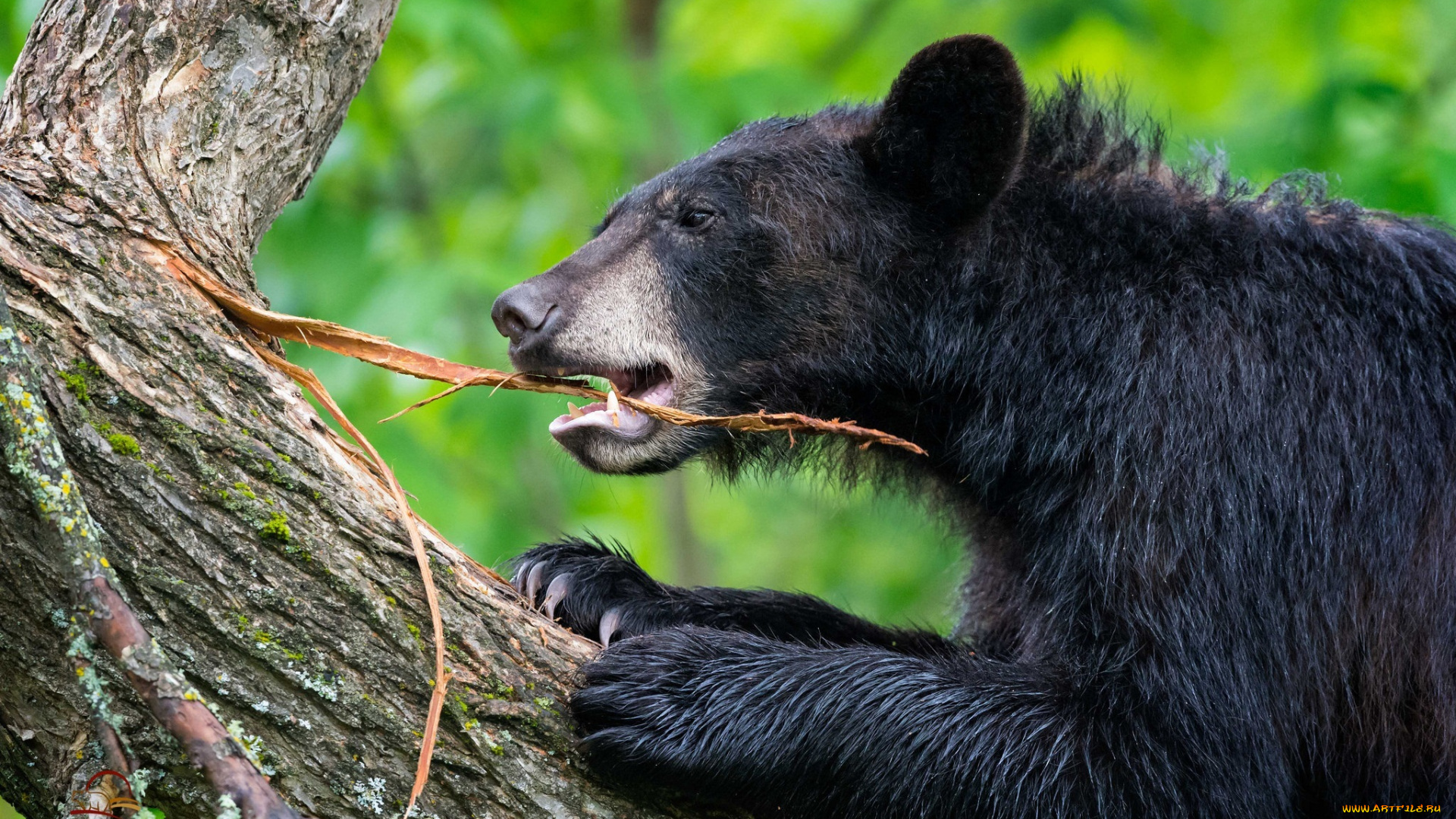 животные, медведи, медведь, дерево, ствол, кора, играет