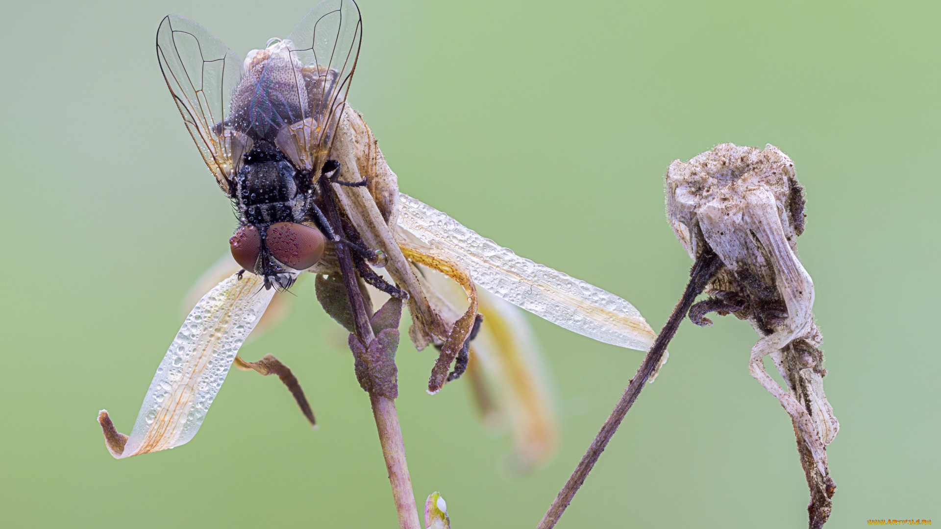 животные, насекомые, насекомое, cristian, arghius, макро, роса, капли, фон, муха, утро, зелёный