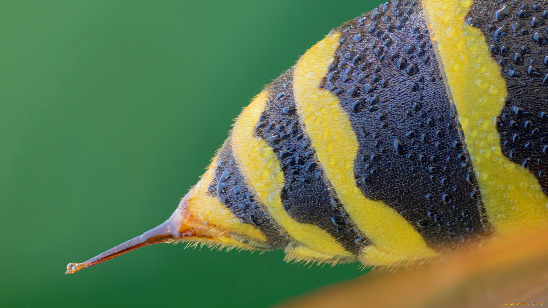 животные, пчелы, , осы, , шмели, cristian, arghius, насекомое, фон, травинка, макро