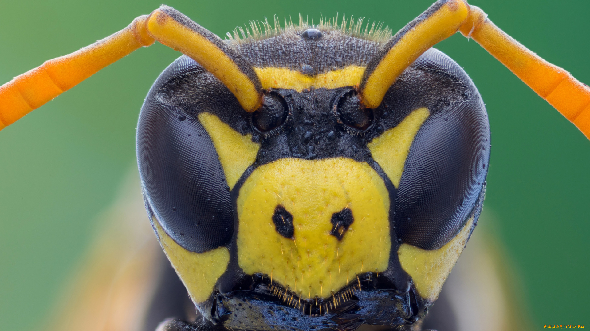 животные, пчелы, , осы, , шмели, макро, фон, зелёный, оса, усики, глаза, портрет, насекомое, cristian, arghius