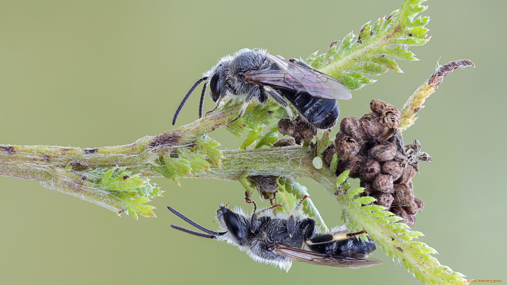 животные, пчелы, , осы, , шмели, пчёлы, пара, насекомые, фон, травинка, макро, cristian, arghius