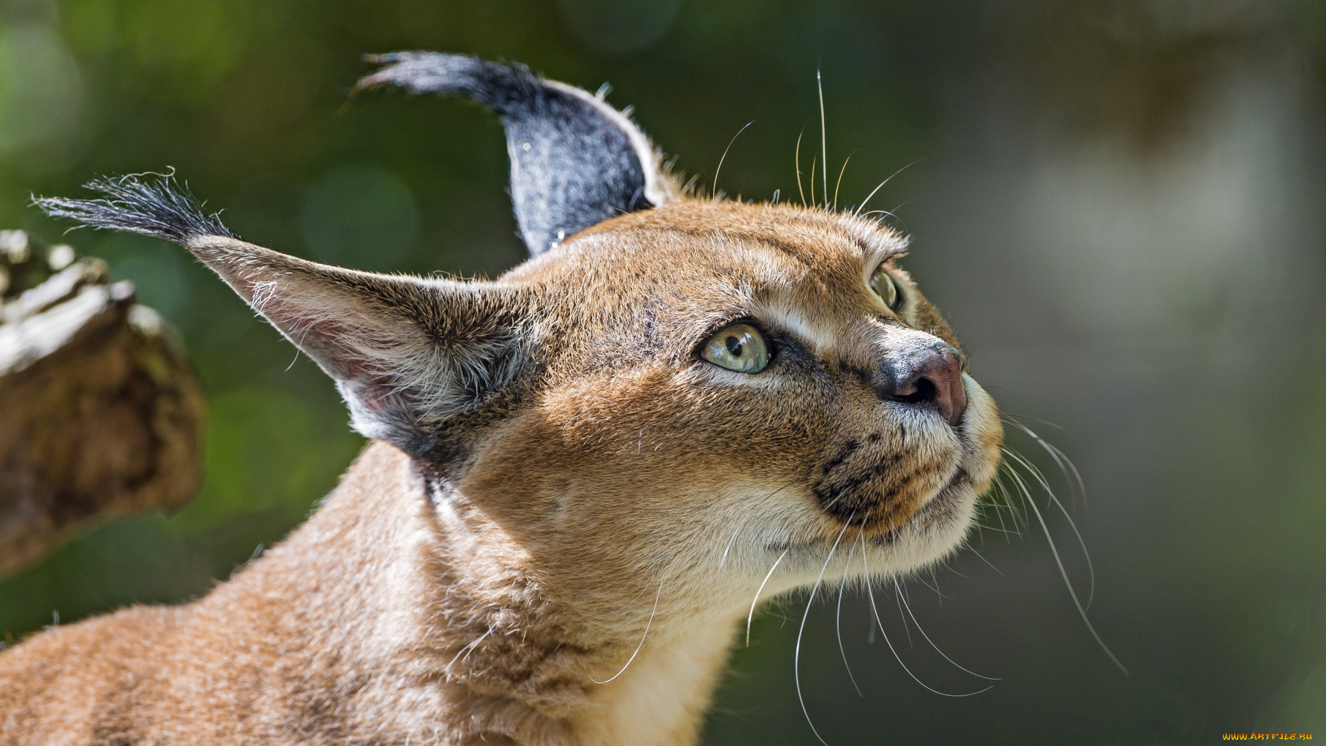 животные, рыси, каракал, кошка, дикая, морда, уши, кисточки, свет