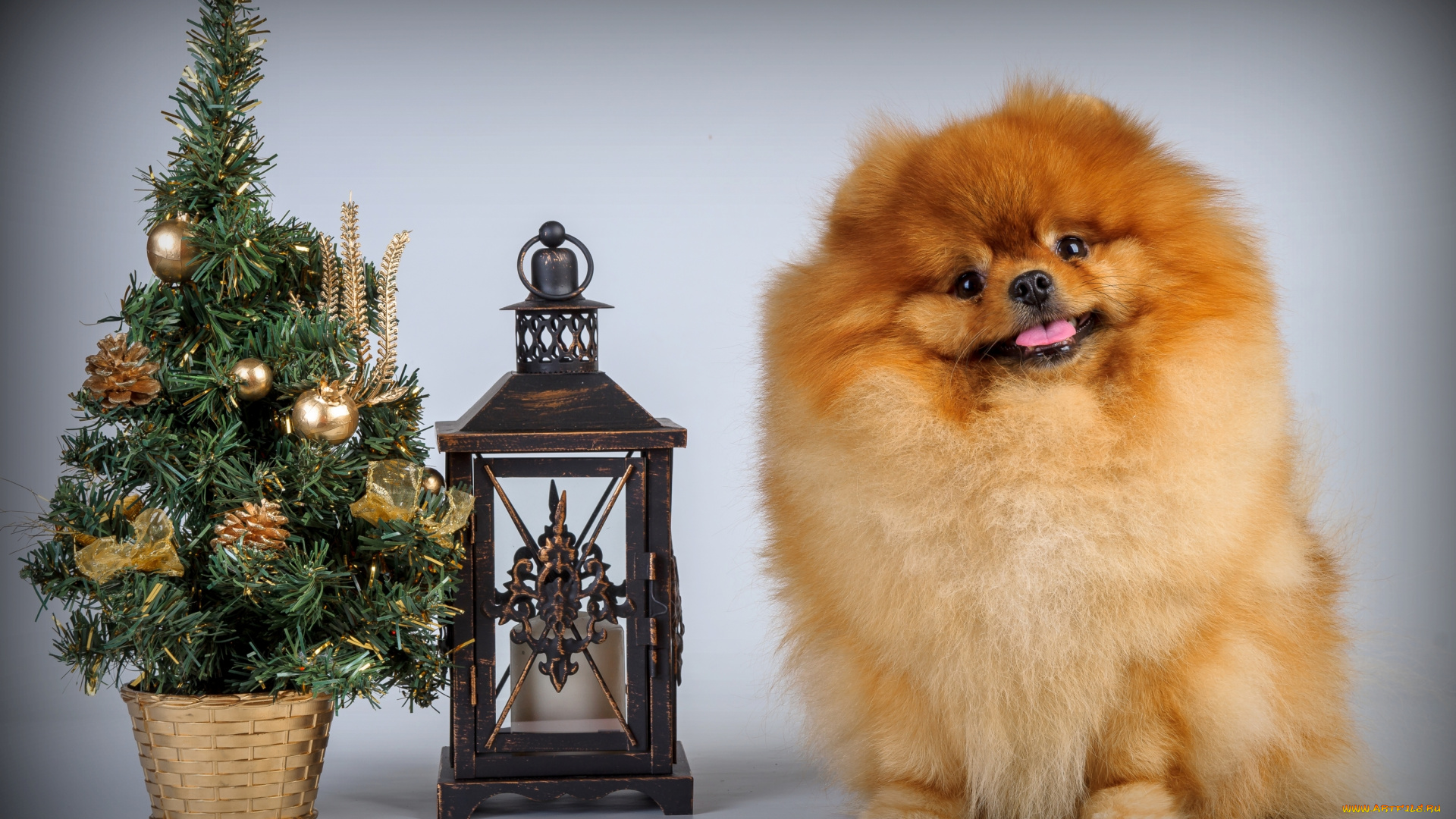 животные, собаки, елка, щенок, шпиц, фонарь