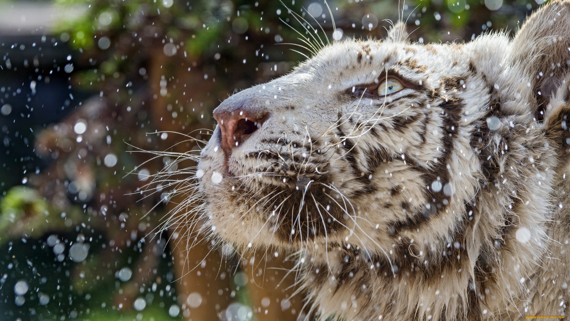 животные, тигры, белый, хищник, морда, брызги, профиль, усы, смотрит, вверх