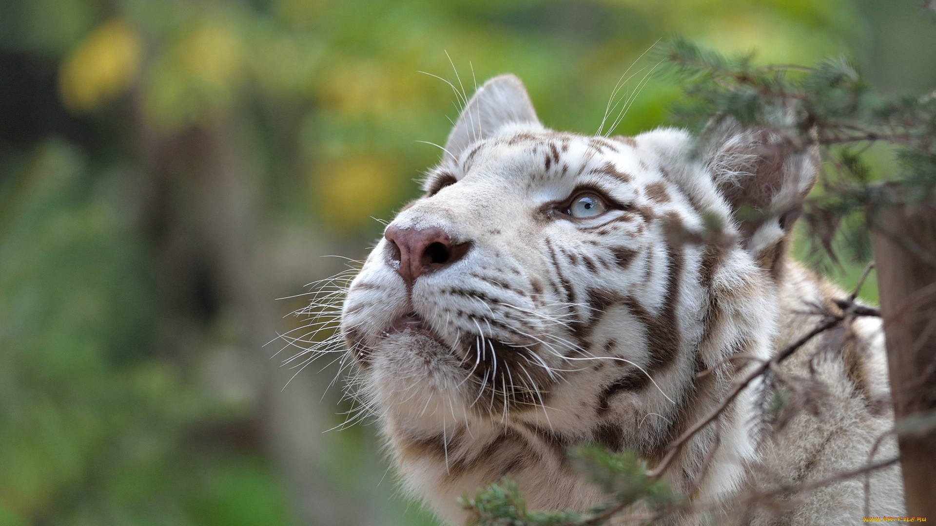 животные, тигры, белый, хищник, морда, смотрит, вверх, интерес, любопытство, внимание