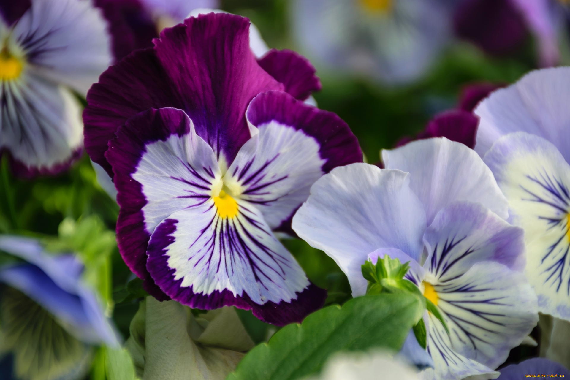 цветы, анютины, глазки, , садовые, фиалки, макро, анютины, глазки, виола