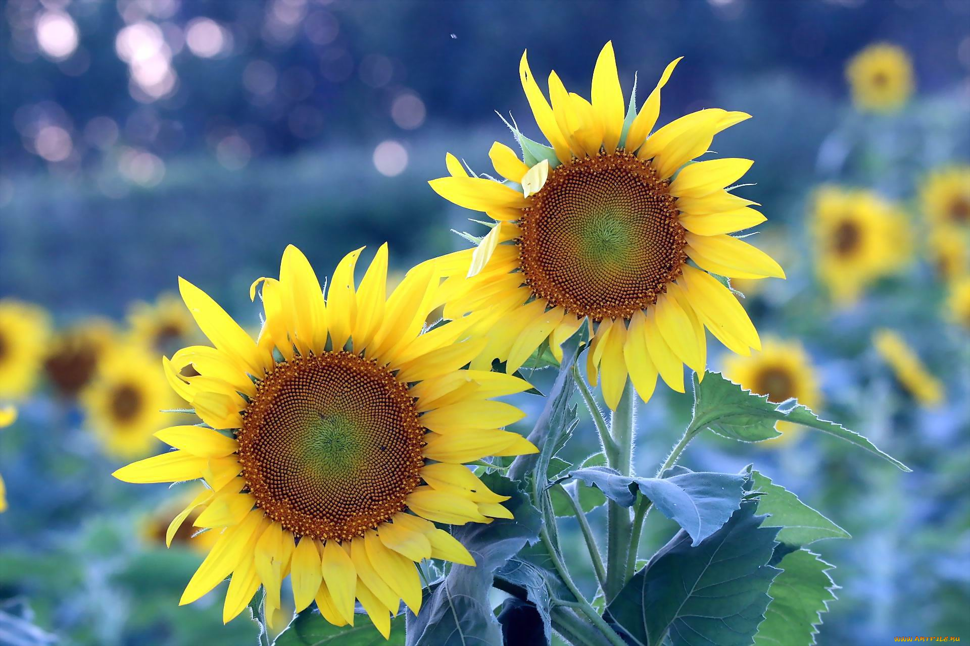 цветы, подсолнухи, лепестки, желтый