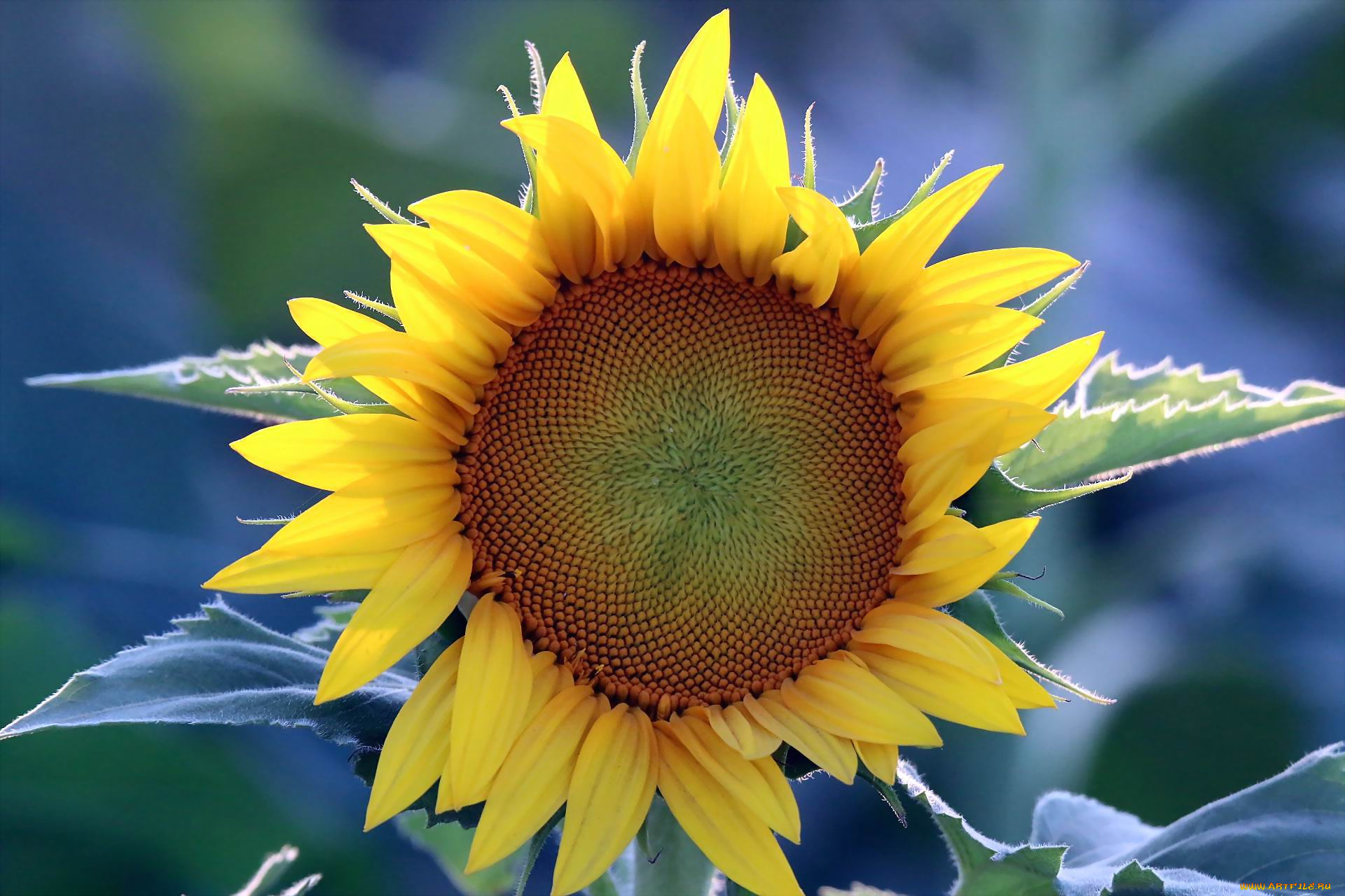 цветы, подсолнухи, лепестки, жолтые