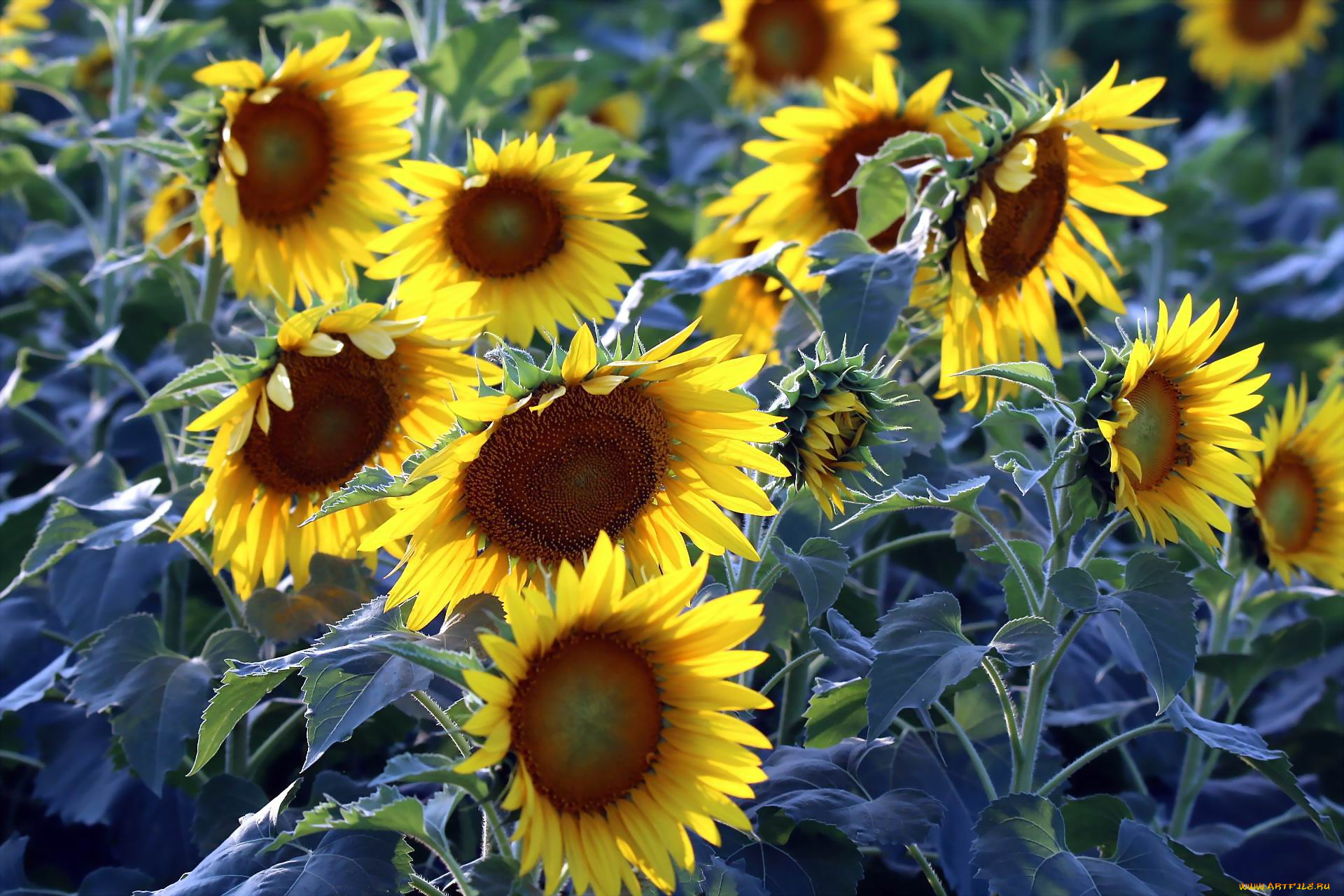 цветы, подсолнухи, лепестки, жолтые