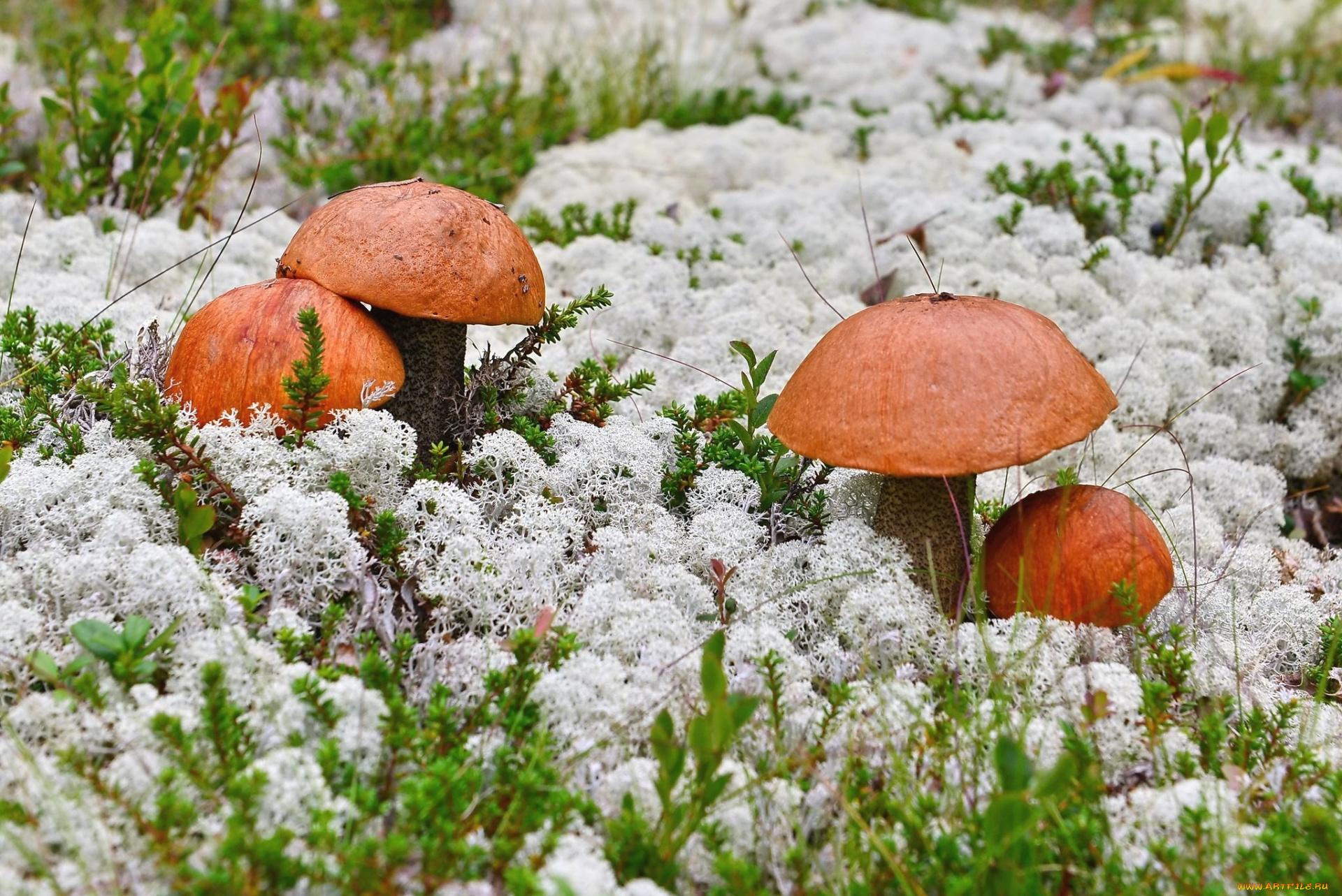 природа, грибы, мох, подосиновики