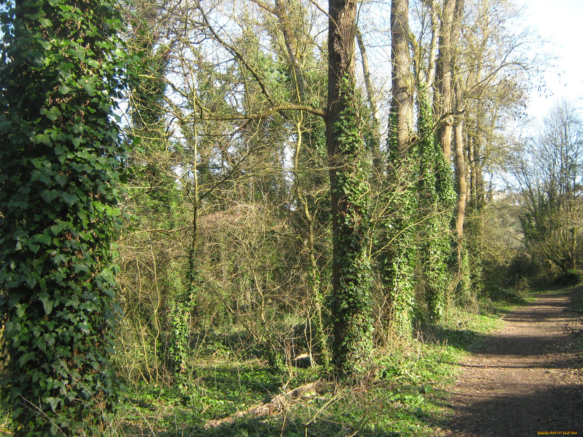 лес, природа, франция