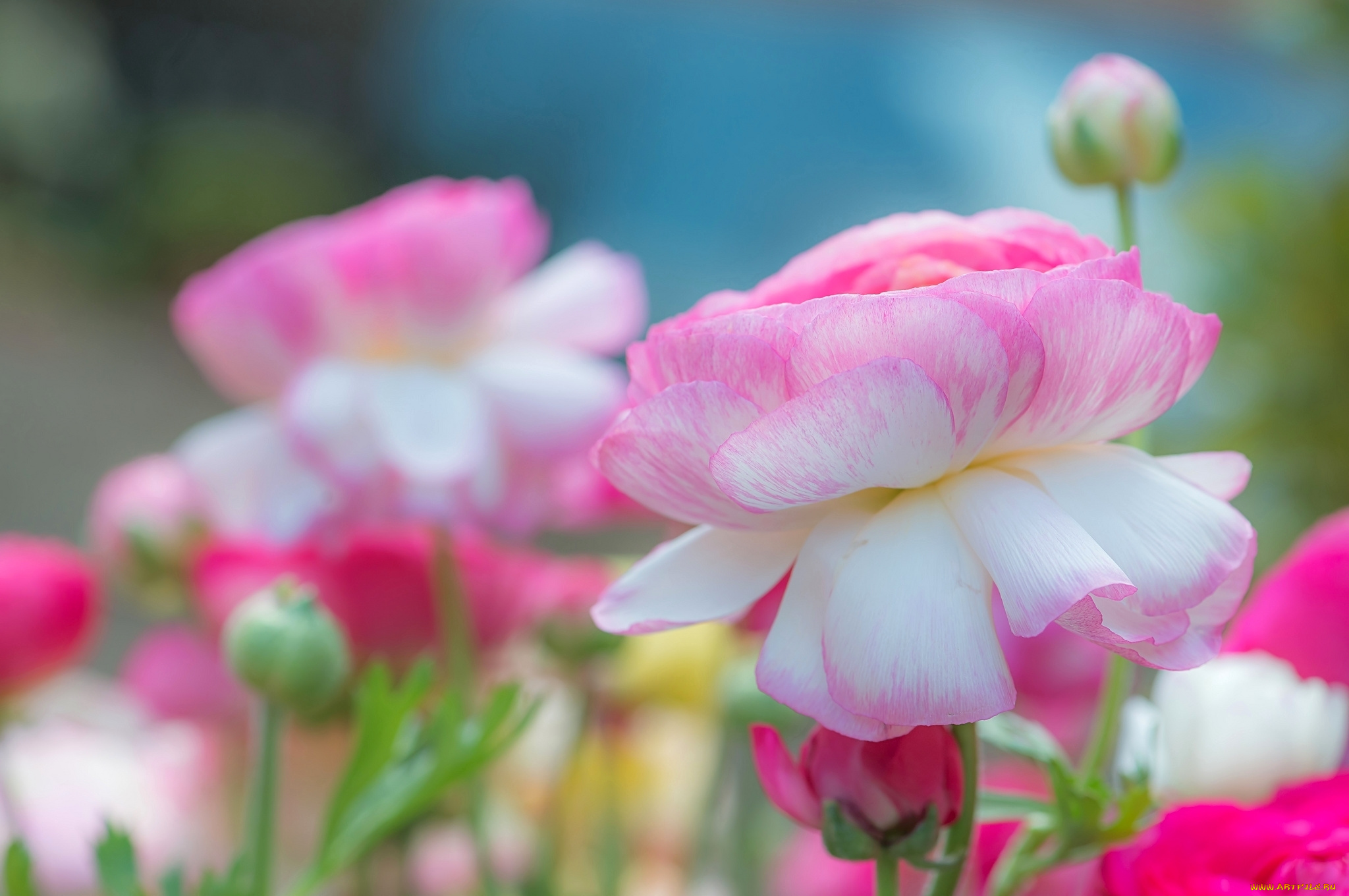 цветы, ранункулюс, , азиатский, лютик, розовый, азиатский, лютик, ранункулюс