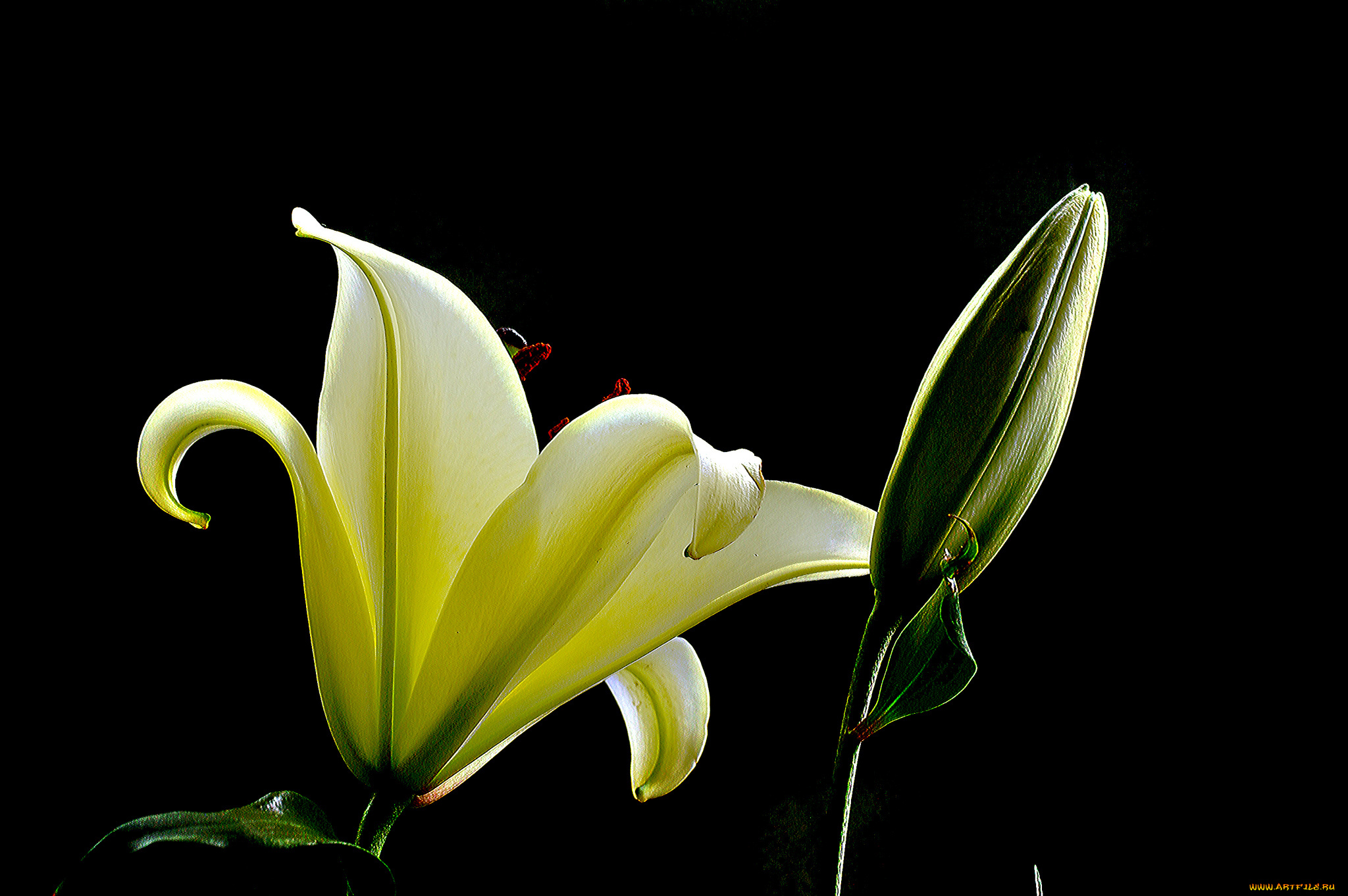 цветы, лилии, , лилейники, лилия