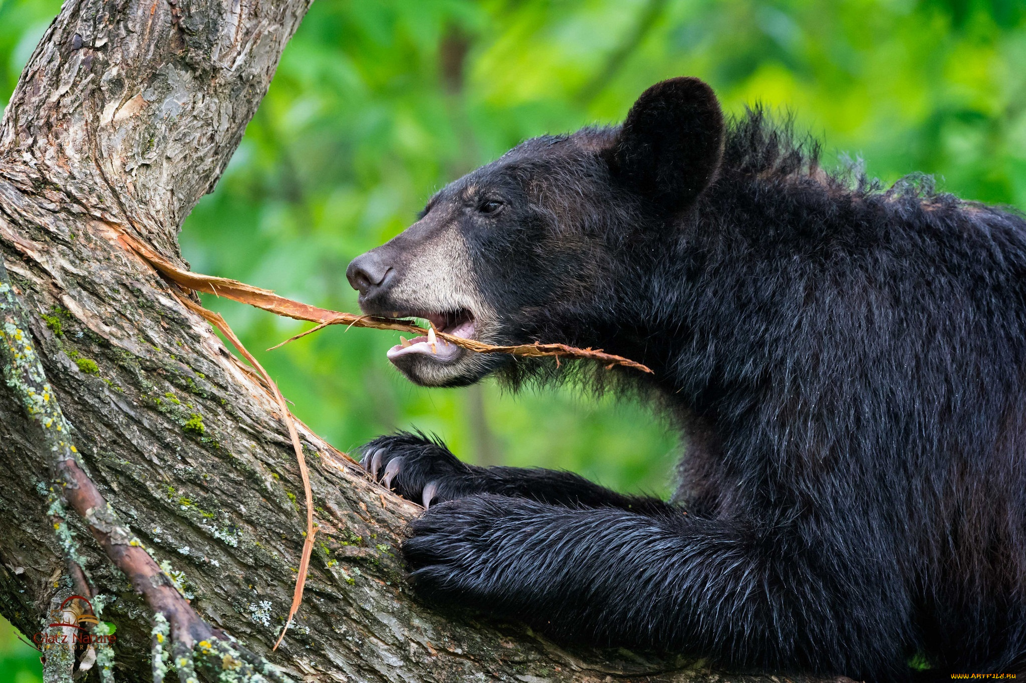 животные, медведи, медведь, дерево, ствол, кора, играет