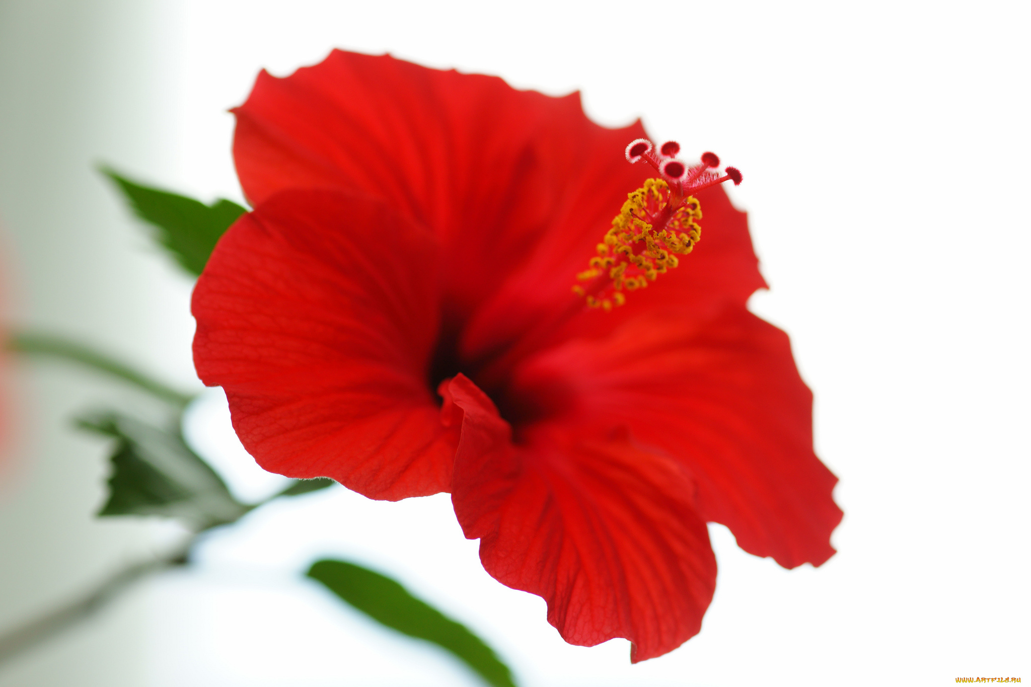 цветы, гибискусы, гибискус, природа, лепестки, макро