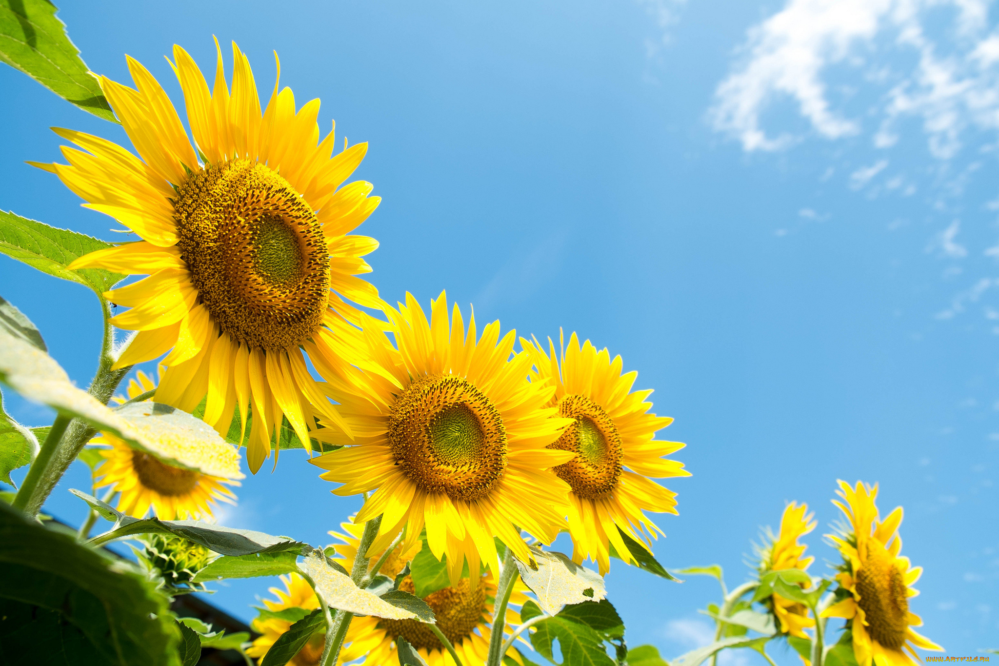 цветы, подсолнухи, подсолнух, листья, небо, поле, облака