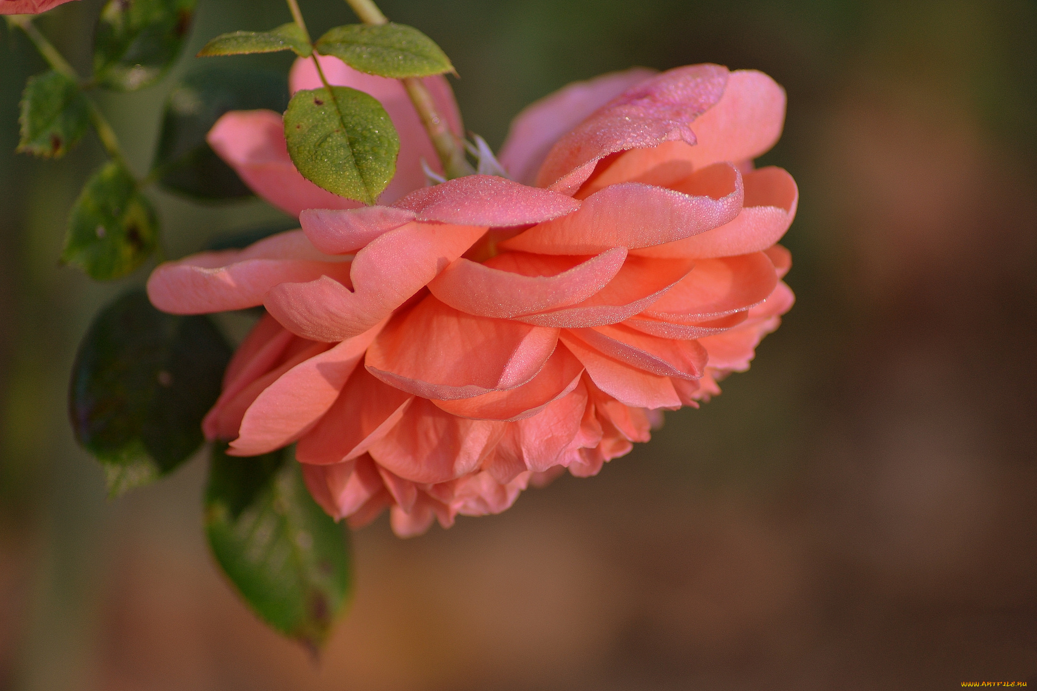 цветы, розы, бутон, роза