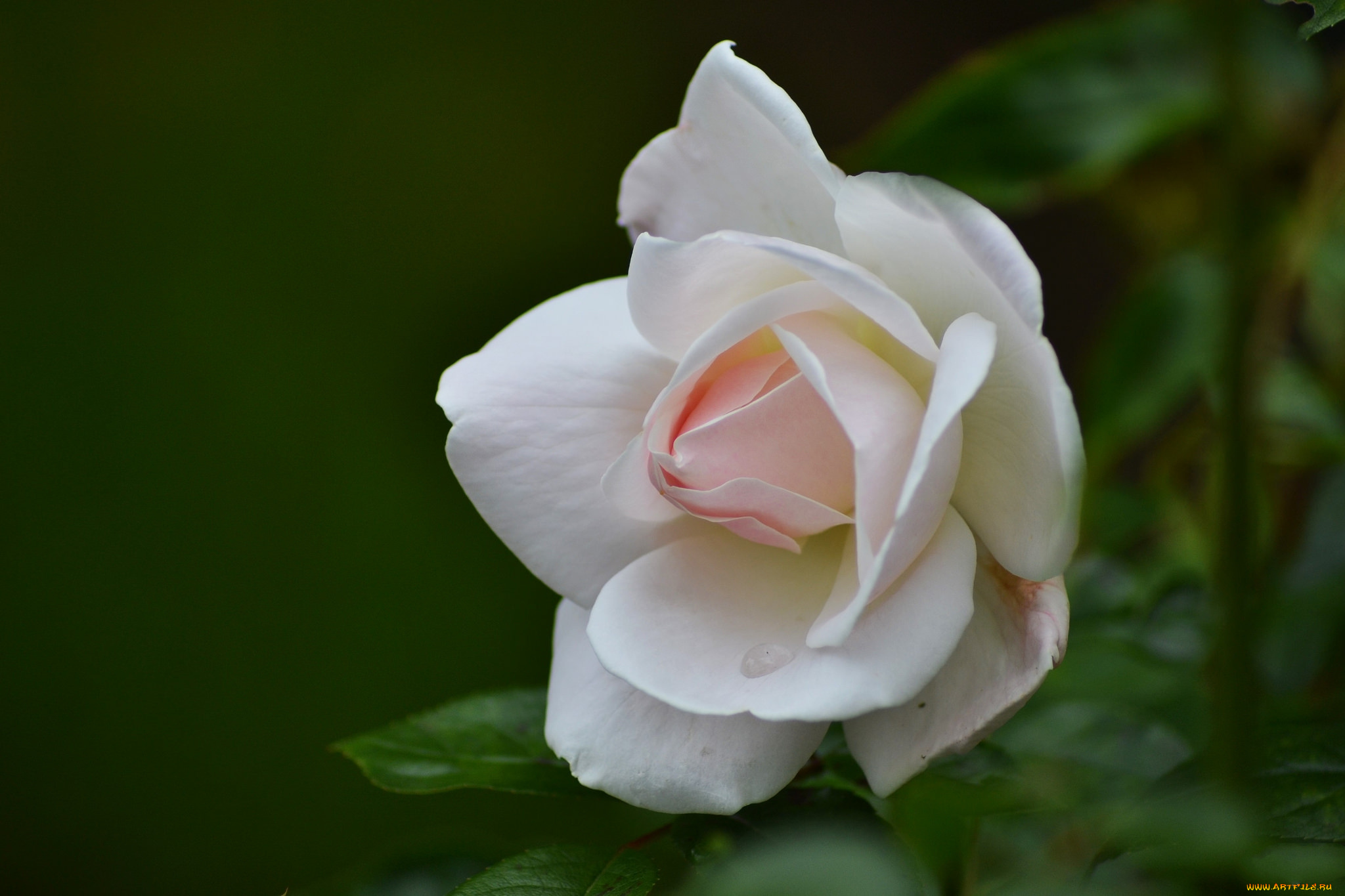 цветы, розы, бутон, роза