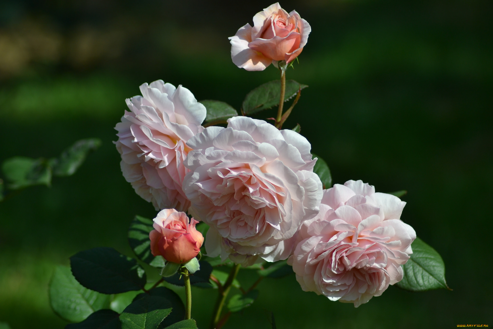 цветы, розы, бутон, роза