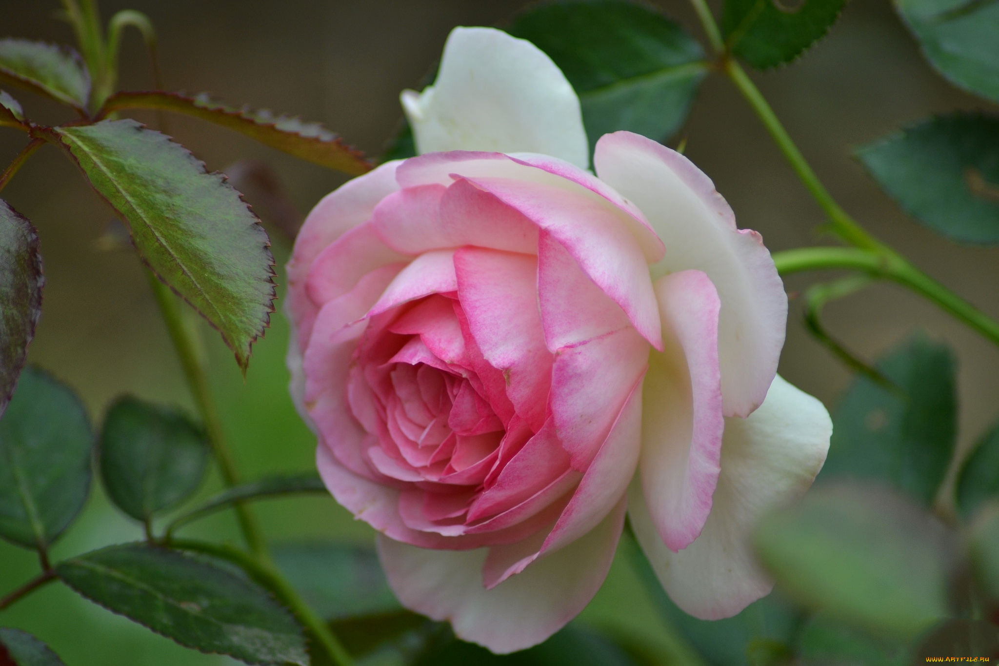 цветы, розы, бутон, роза