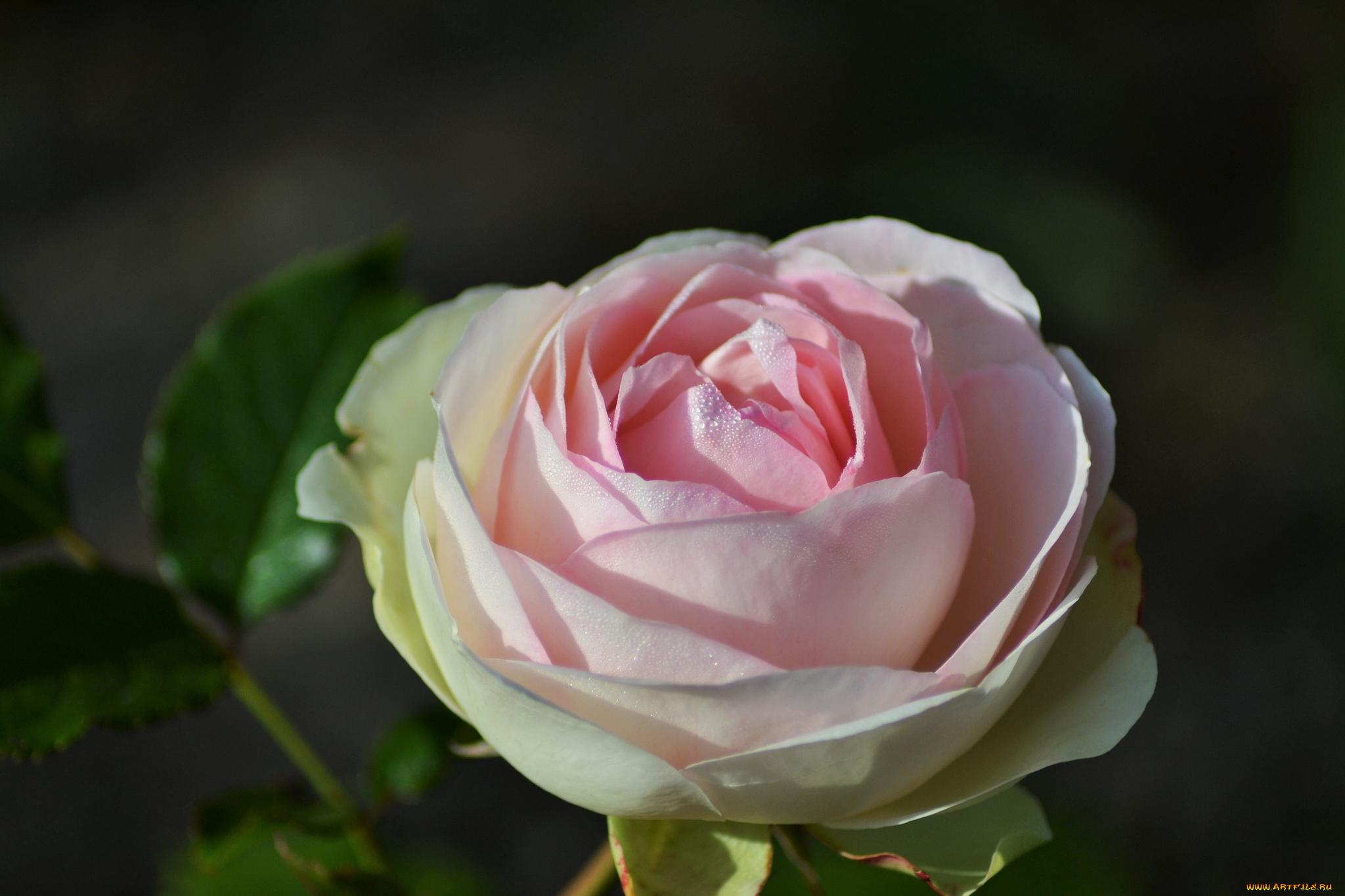 цветы, розы, бутон, роза