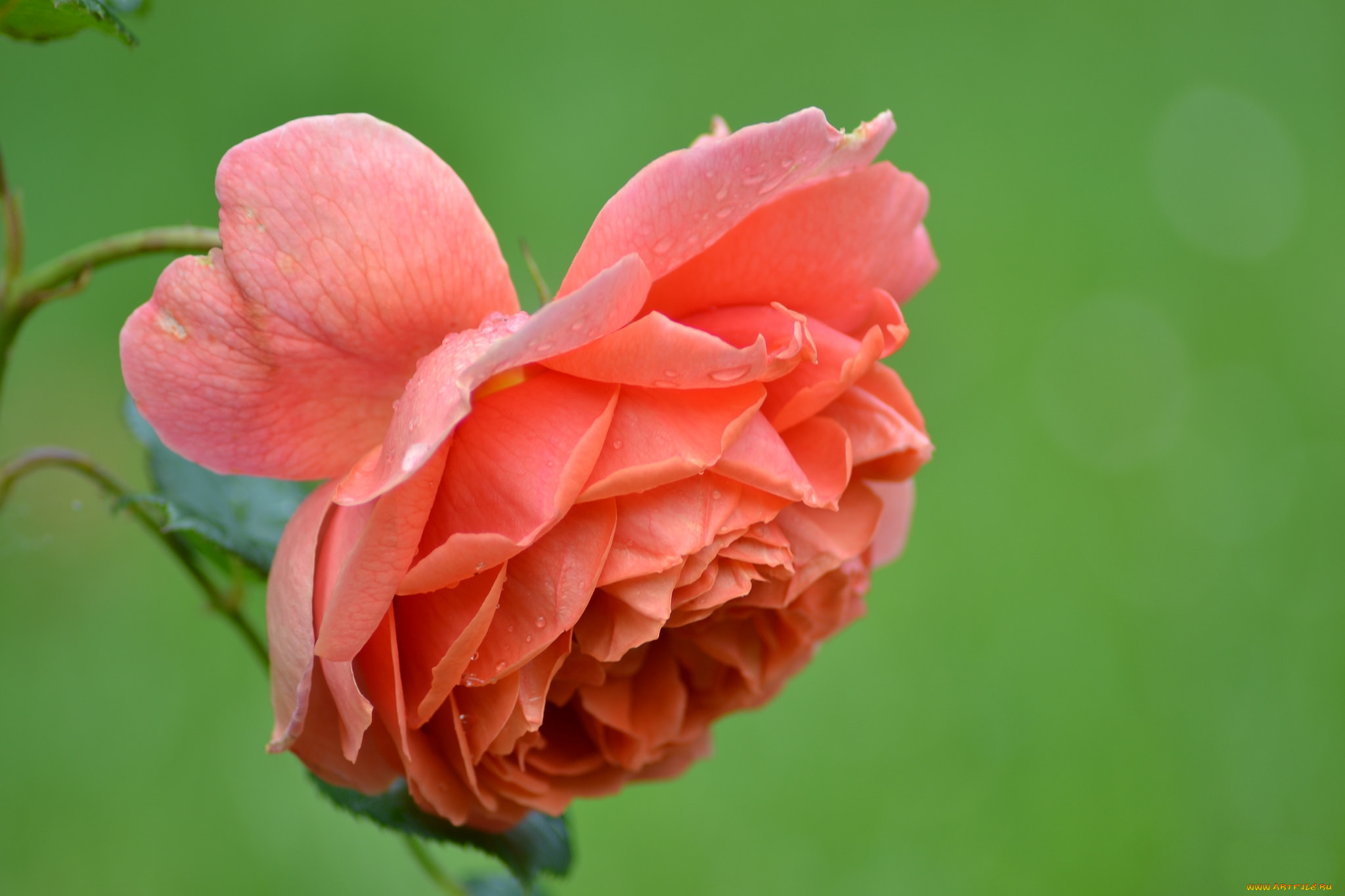 цветы, розы, бутон, роза