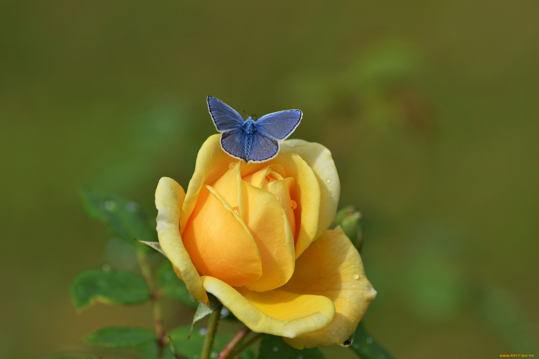 цветы, розы, роза, бутон