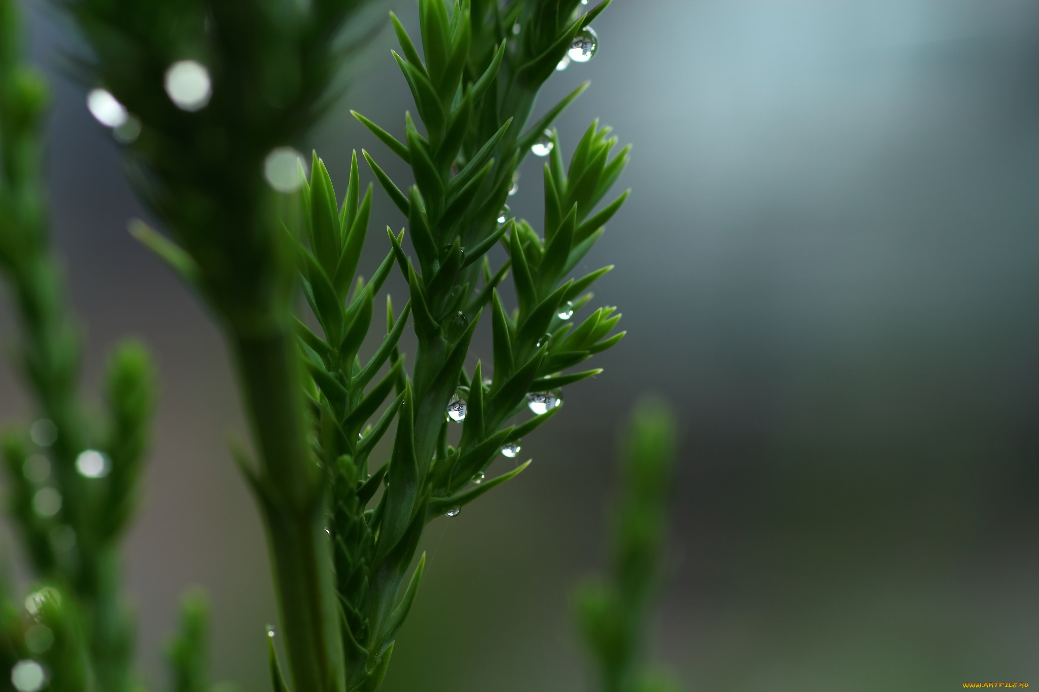 природа, макро, зелёный, капли