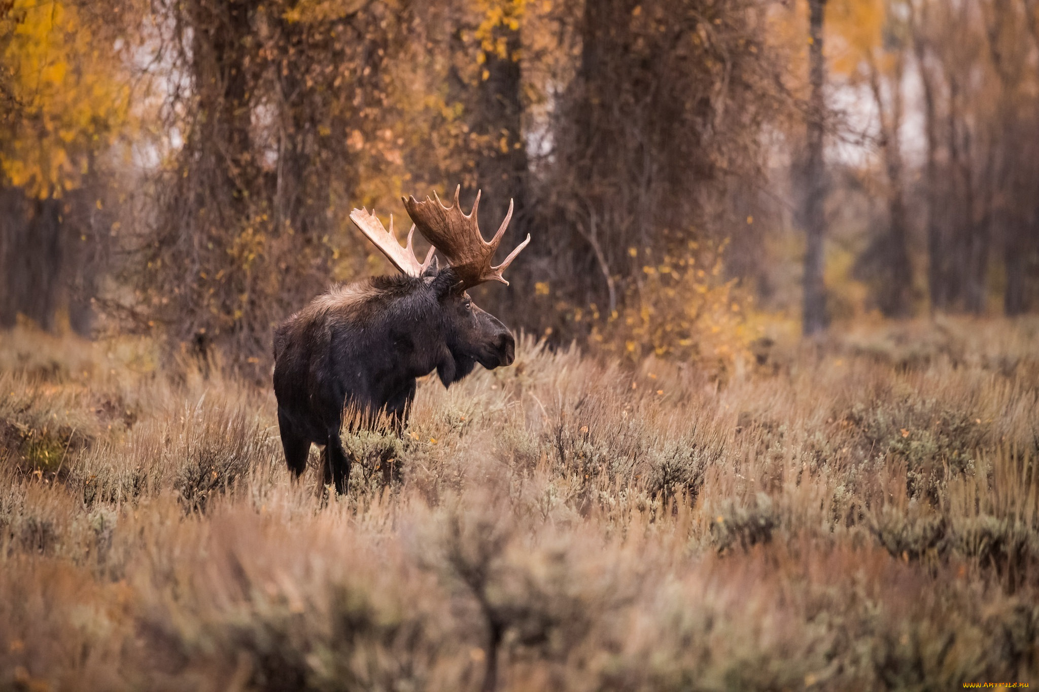 животные, лоси, рога, лес, осень, трава, красавец, профиль
