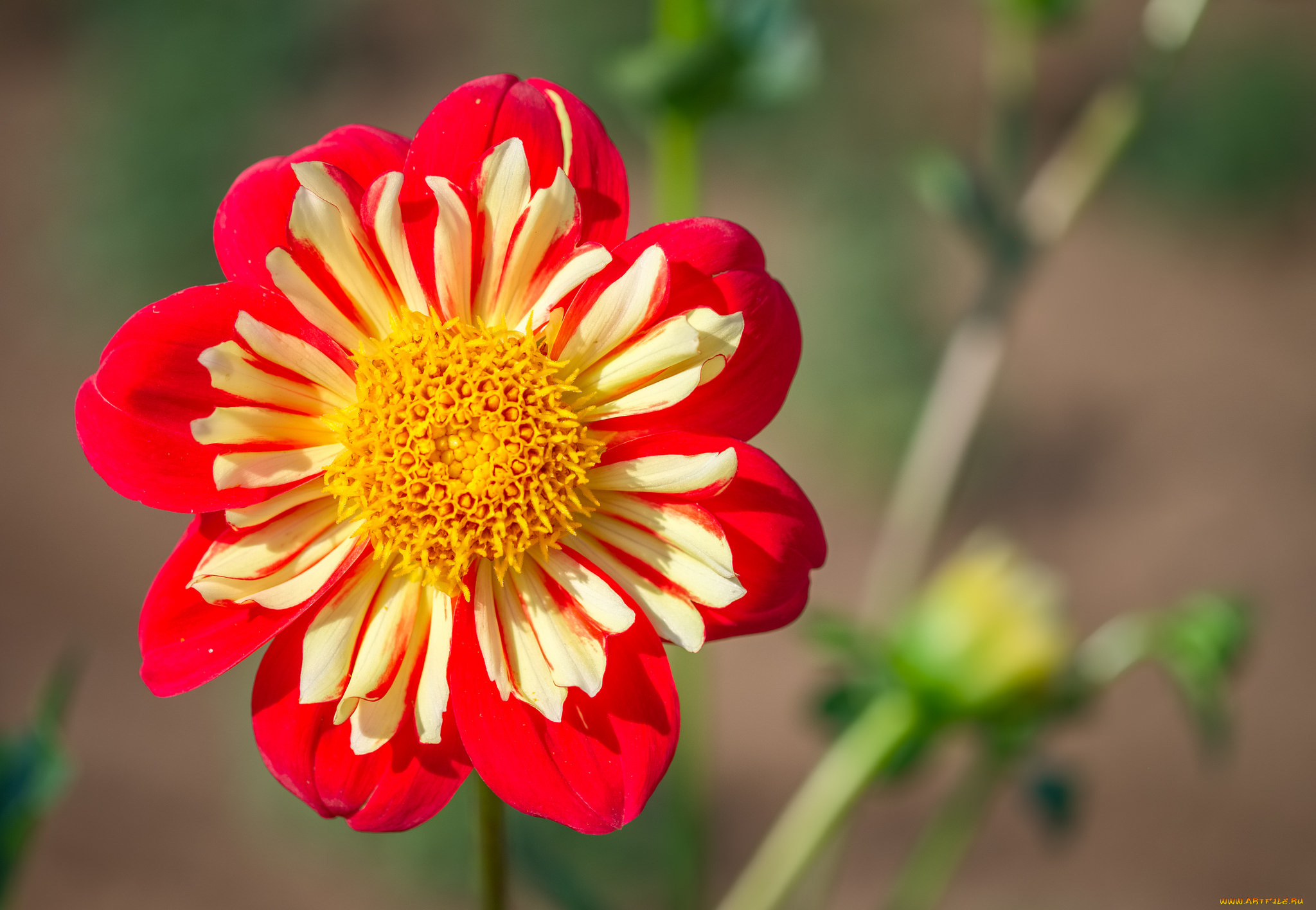 цветы, георгины, растение, природа, лепестки, цветок