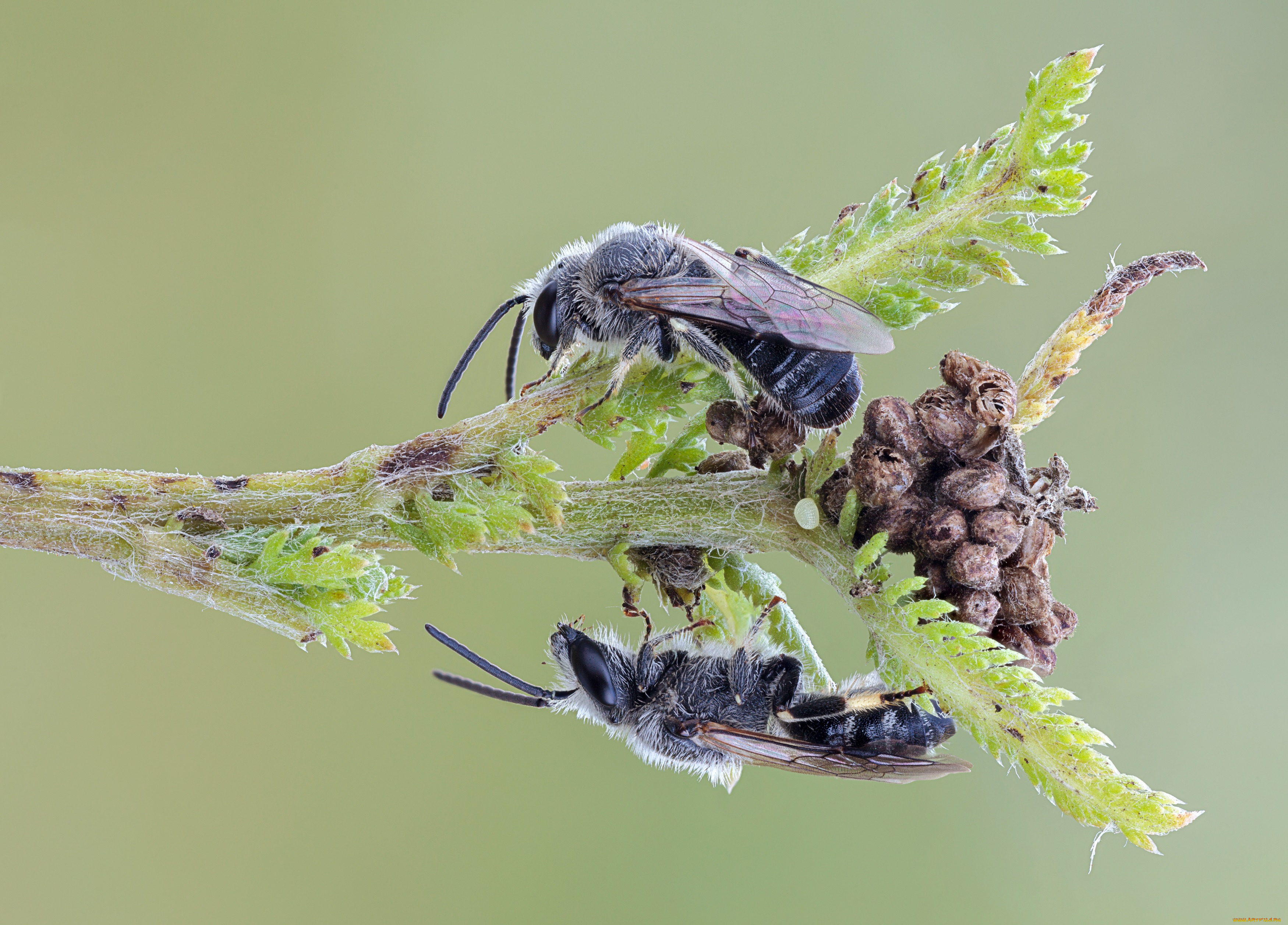 животные, пчелы, , осы, , шмели, пчёлы, пара, насекомые, фон, травинка, макро, cristian, arghius