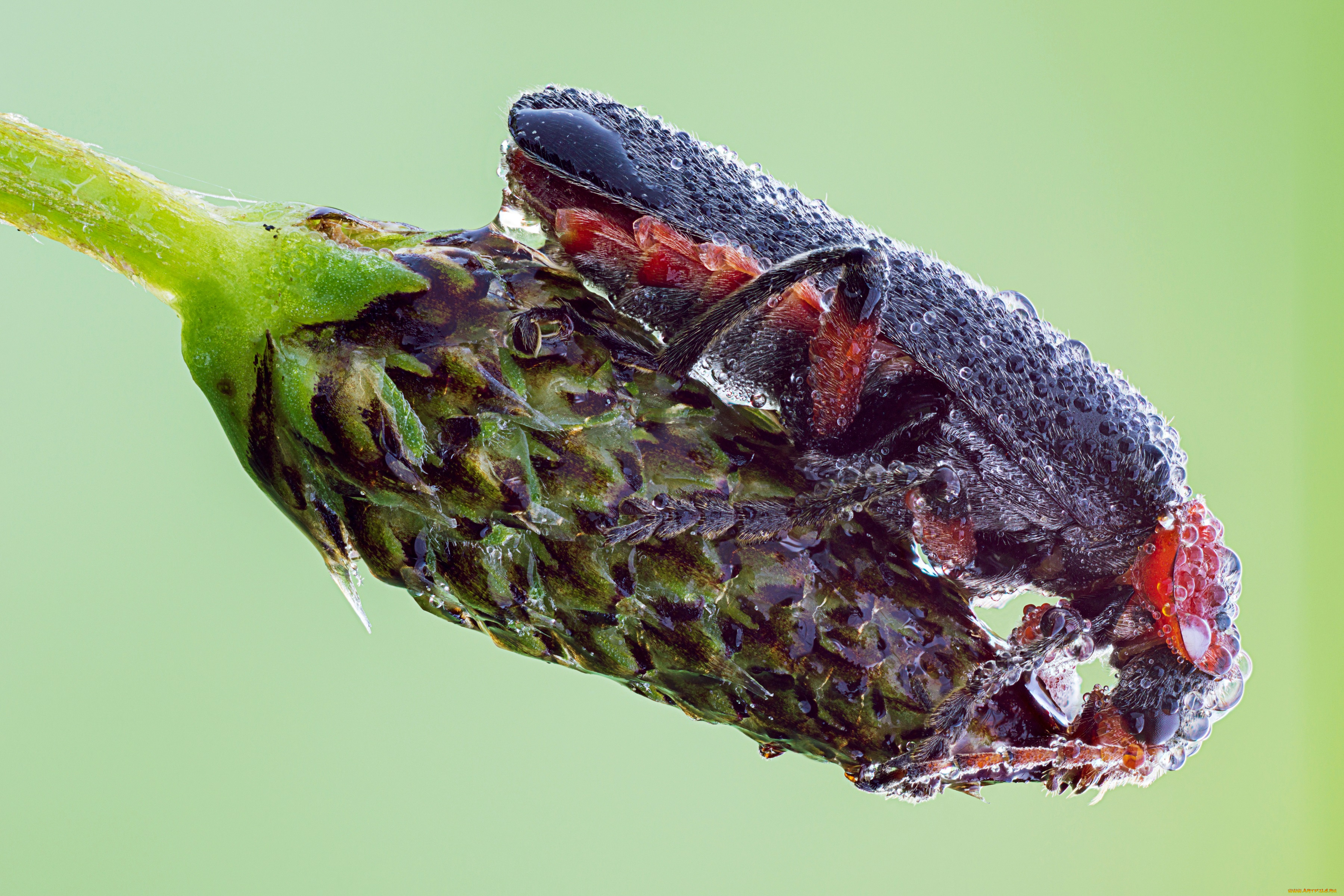 животные, насекомые, cristian, arghius, макро, травинка, фон, насекомое