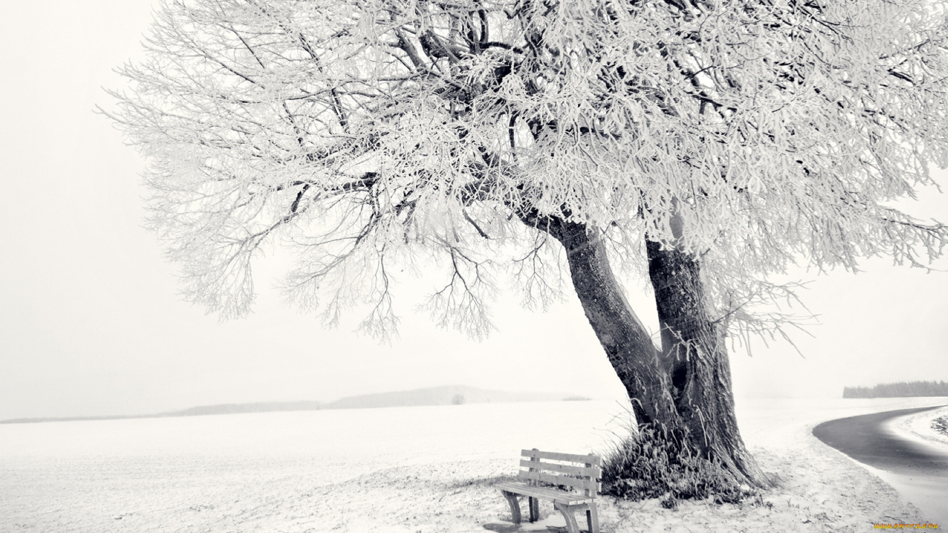 природа, деревья, снег, поле, скамейка, лавка, дерево, зима