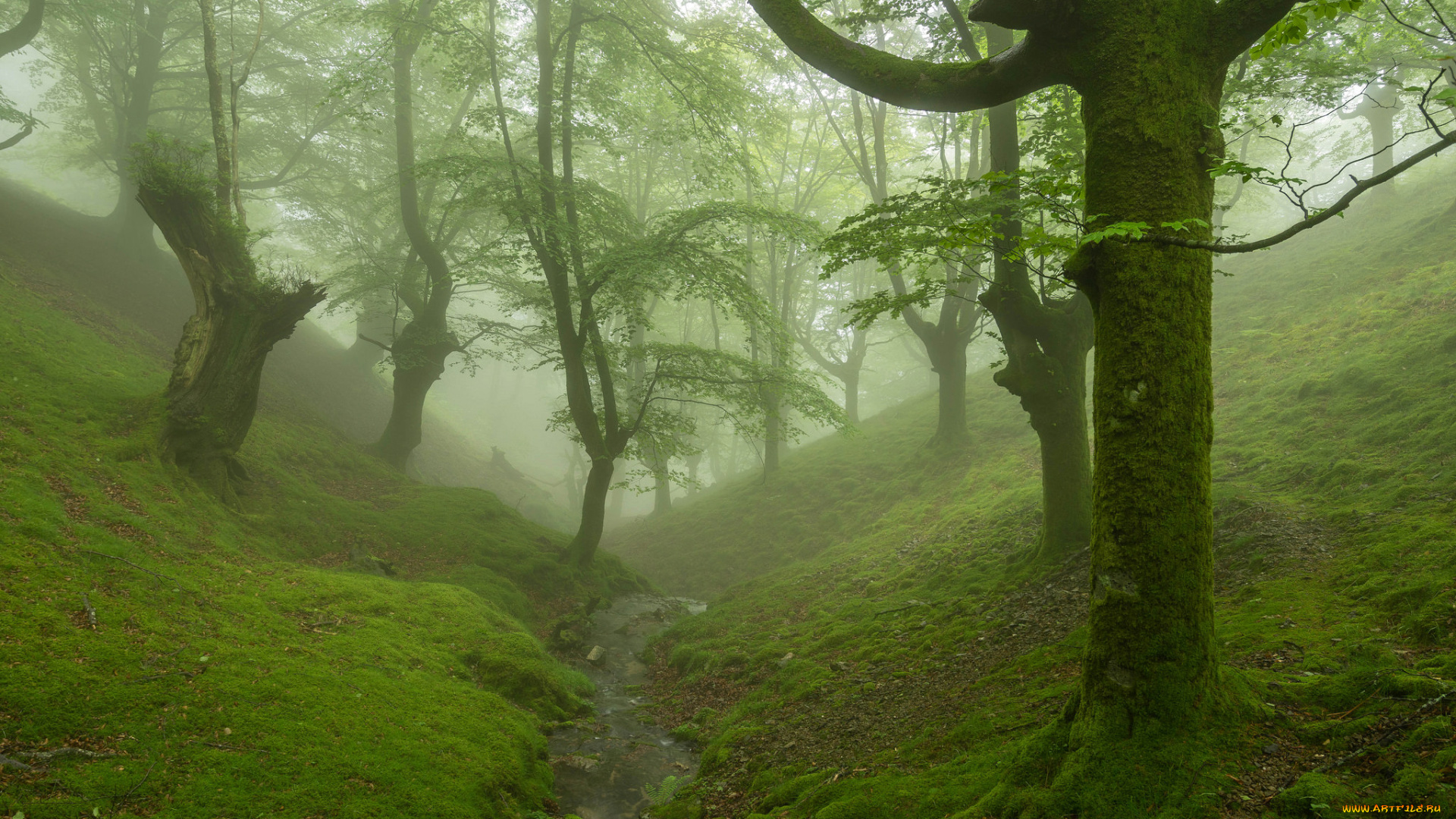 природа, лес, туман, мох, ручей, овраг, деревья