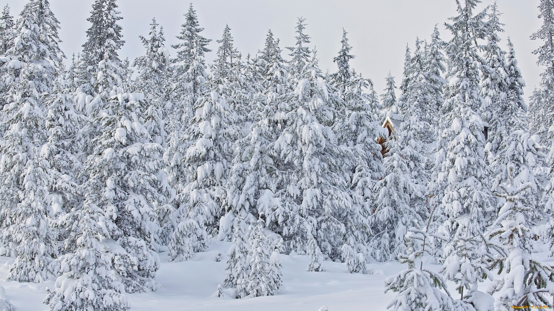 природа, зима, oregon, деревья, лес, снег, орегон, ели