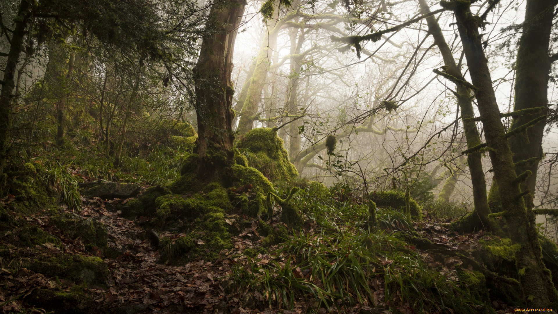 природа, лес, деревья