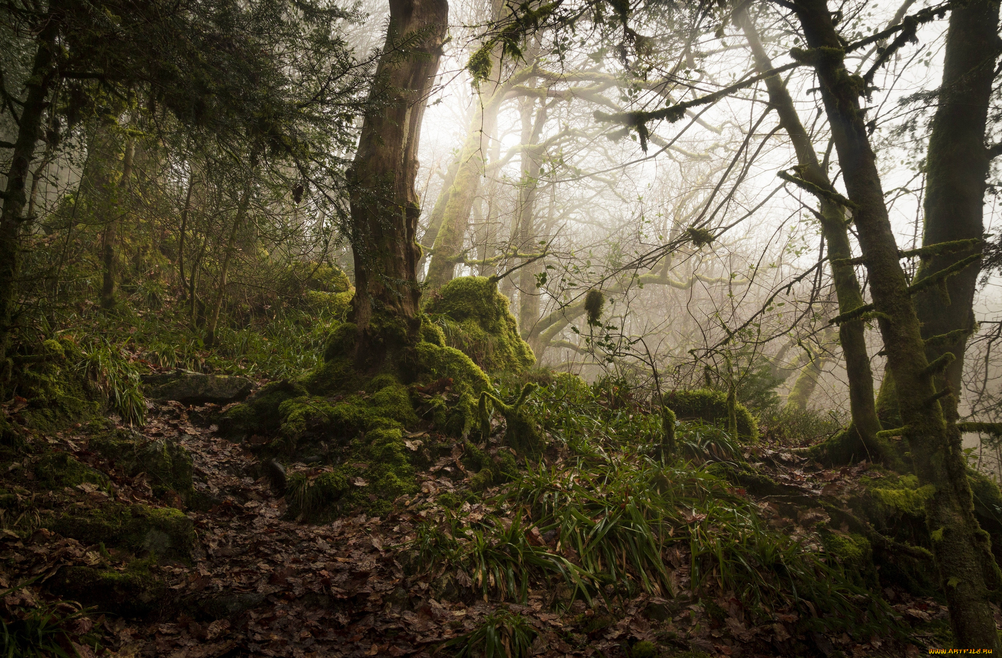 природа, лес, деревья