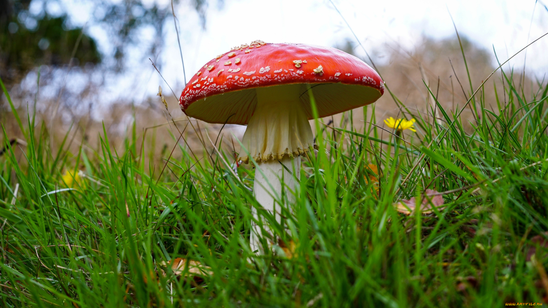 природа, грибы, , мухомор, простор