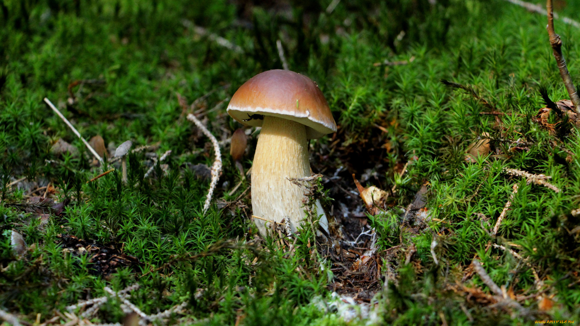 природа, грибы, простор
