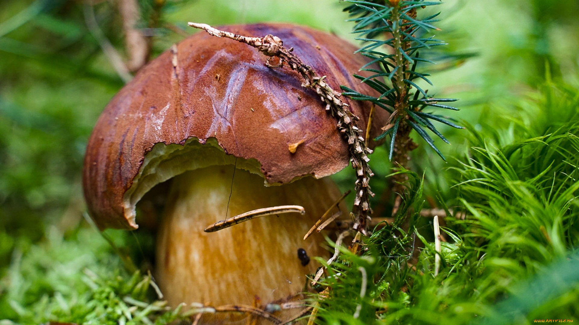 природа, грибы, простор