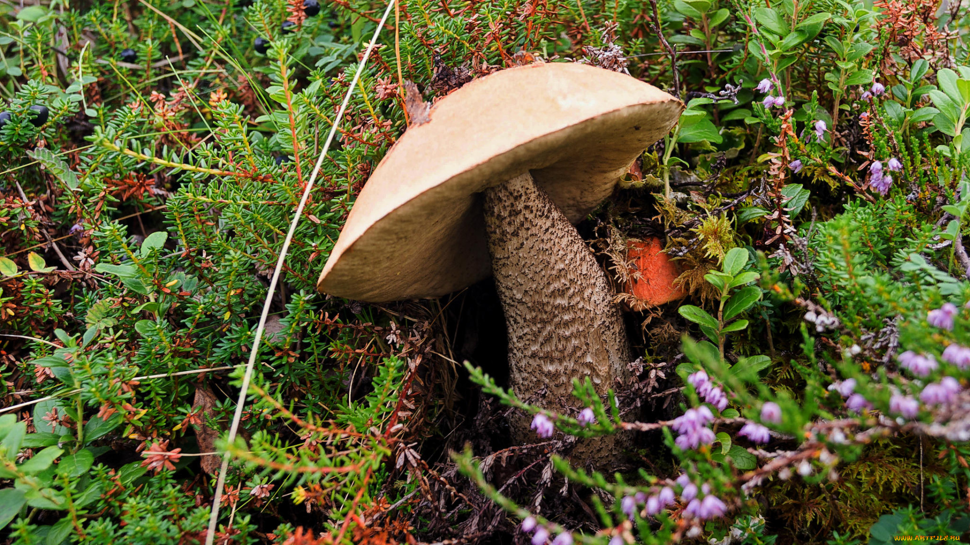 природа, грибы, простор